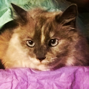 Fundraising Page: Megan Huggins